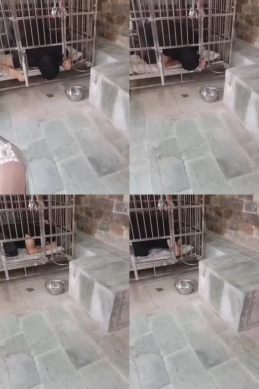 绯闻王妃-室外圈养狗